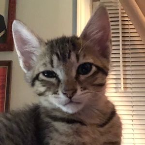 Meet your Posher, Sharon